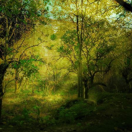 Centro De Naturaleza Canada Verde "El Parque De Naturaleza Con Mas Experiencias De Andalucia"" オルナチュエロス エクステリア 写真