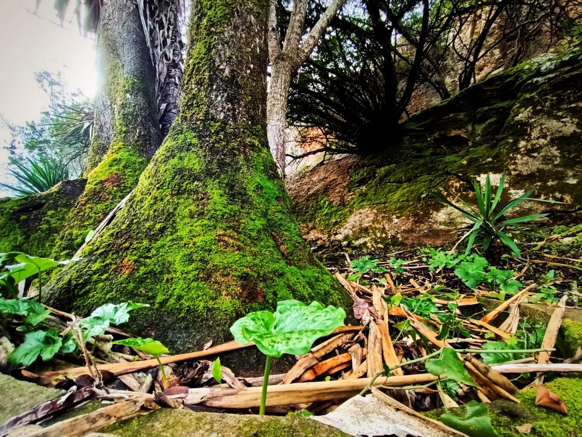 Centro De Naturaleza Canada Verde "El Parque De Naturaleza Con Mas Experiencias De Andalucia"" オルナチュエロス エクステリア 写真