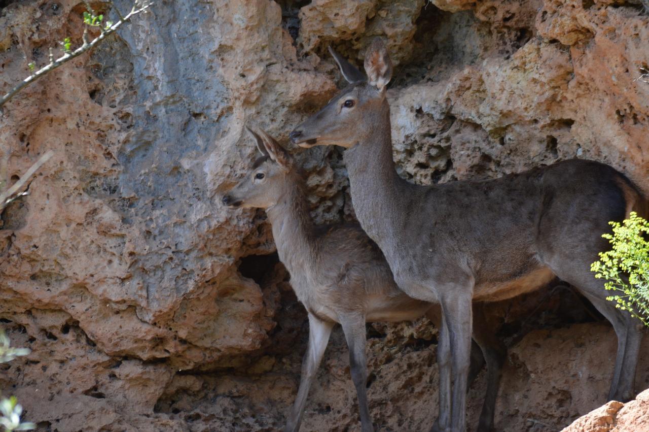 Centro De Naturaleza Canada Verde "El Parque De Naturaleza Con Mas Experiencias De Andalucia"" オルナチュエロス エクステリア 写真