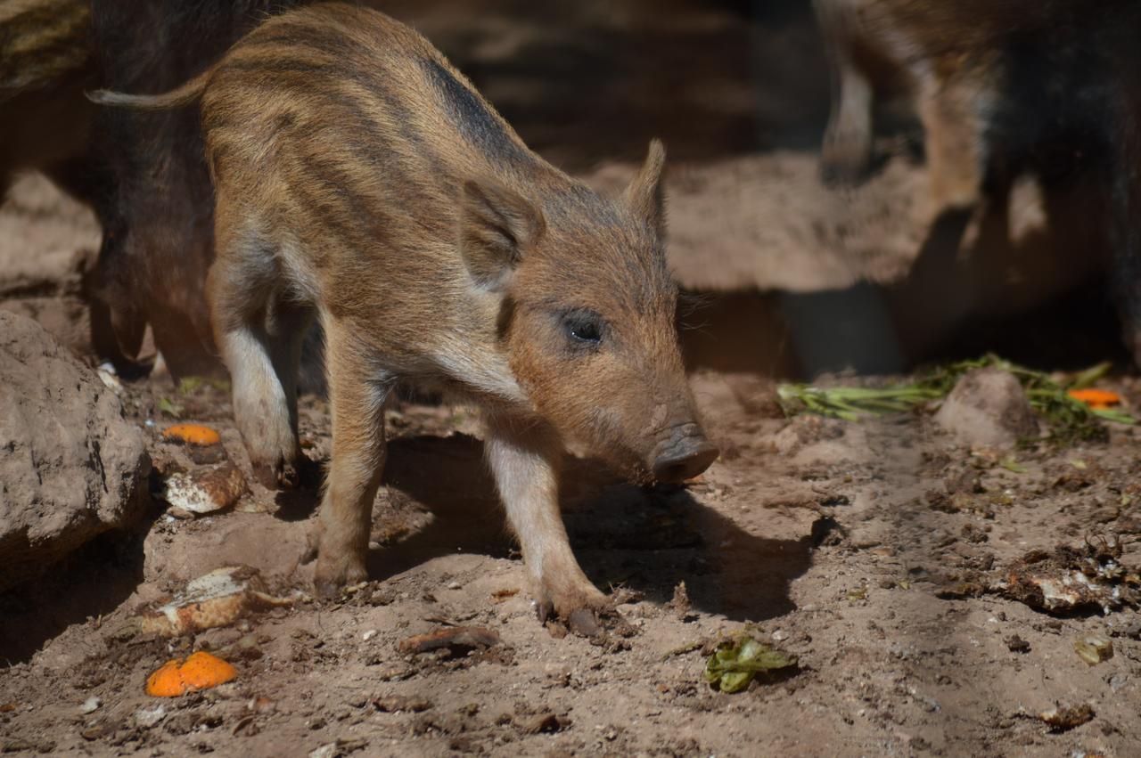 Centro De Naturaleza Canada Verde "El Parque De Naturaleza Con Mas Experiencias De Andalucia"" オルナチュエロス エクステリア 写真
